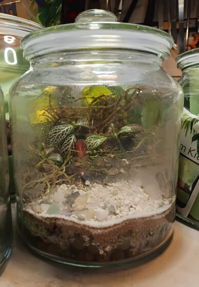 Terrarium Kit - Next Level