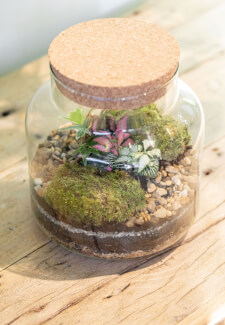 Terrarium Masterclass