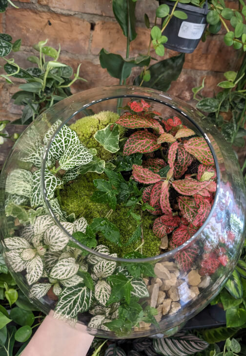 Terrarium Workshop for Two