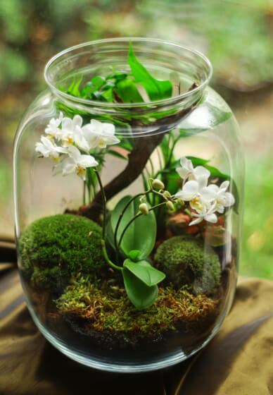 Terrarium Workshop
