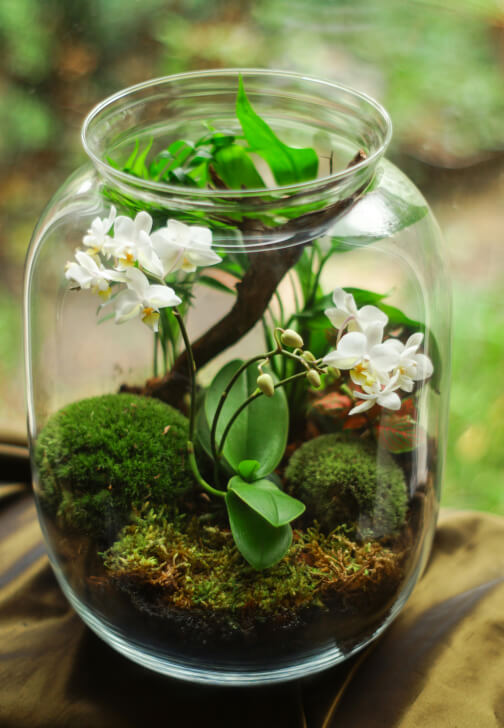Terrarium Workshop