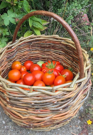 Willow Berry Basket Workshop