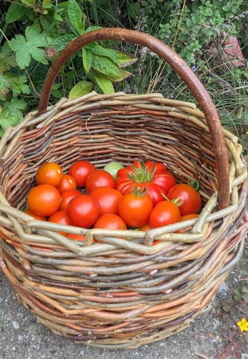 Willow Berry Basket Workshop