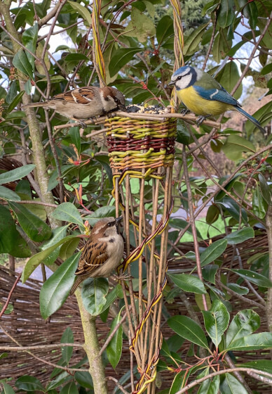 Willow Weaving Birdfeeder Half Day Workshop