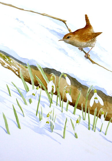 Watercolour Painting Workshop: Winter Wren & Snowdrops