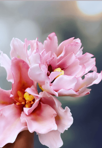 3-Hour Sugar Flowers Taster Class