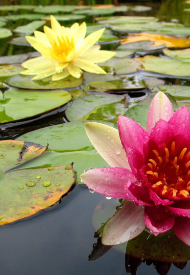 Botanical Embroidery Workshop at Dr Neil's Garden