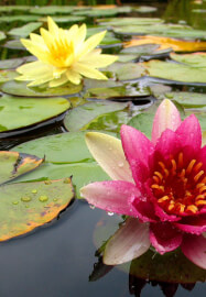 Botanical Embroidery Workshop at Dr Neil's Garden