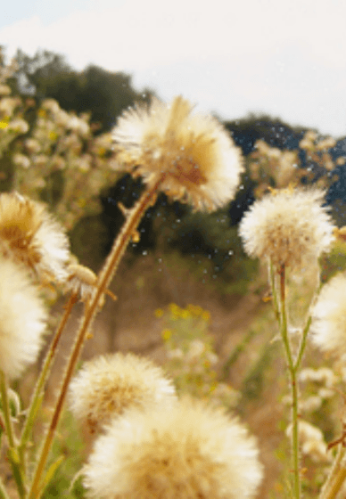 Botanical Embroidery Workshop at Dr Neil's Garden