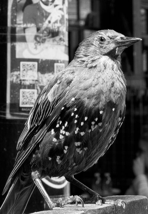 Camden Lock Street Market: Photography Workshop