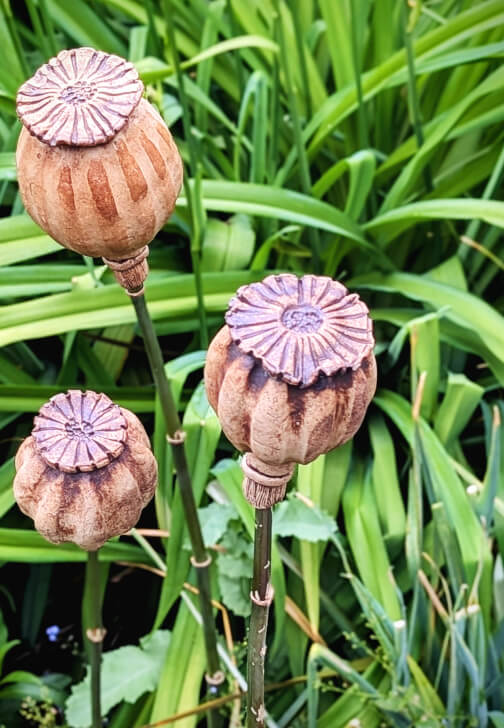 Clay Poppy Seed Head Sculpture Workshop