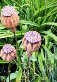 Clay Poppy Seed Head Sculpture Workshop