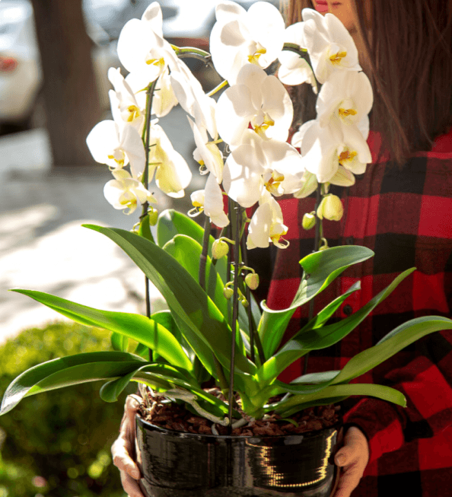 Create a Luxury Orchid Centrepiece Workshop