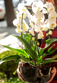 Create a Luxury Orchid Centrepiece Workshop