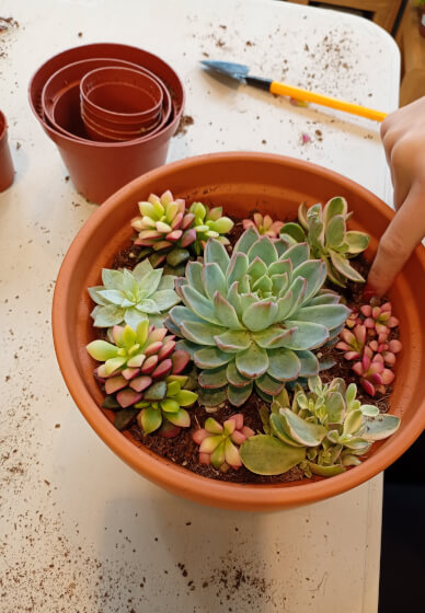 Create a Succulent Garden Bowl Workshop