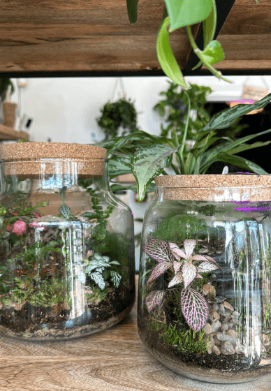 Create Your Own Terrarium Workshop