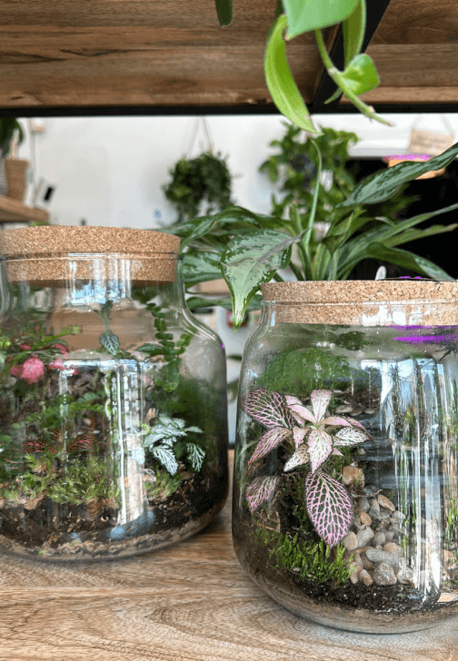 Create Your Own Terrarium Workshop