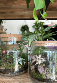 Create Your Own Terrarium Workshop