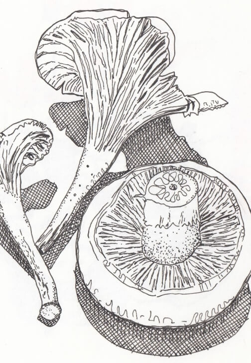 Creative Drawing (Mondays Walthamstow): Autumn Nature Studies