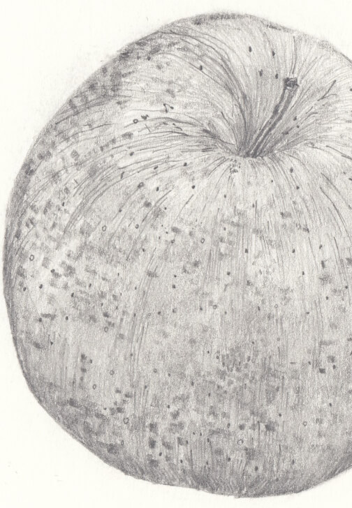 Creative Drawing (Mondays Walthamstow): Autumn Nature Studies