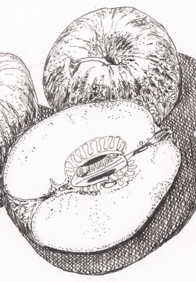 Creative Drawing (Mondays Walthamstow): Autumn Nature Studies
