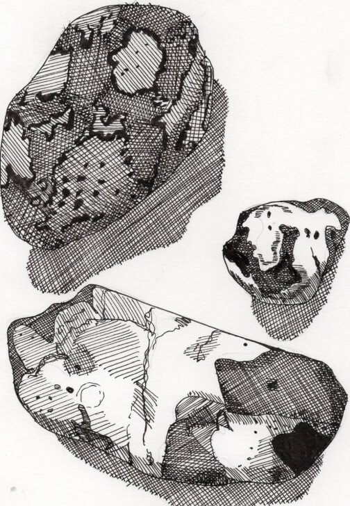 Creative Drawing (Mondays Walthamstow): Autumn Nature Studies