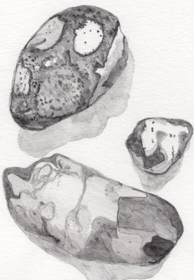 Creative Drawing (Mondays Walthamstow): Autumn Nature Studies