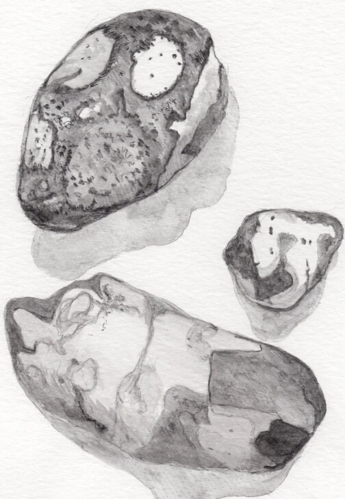 Creative Drawing (Mondays Walthamstow): Autumn Nature Studies