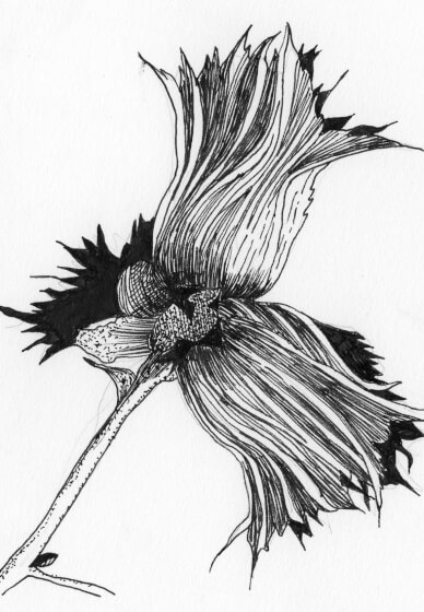 Creative Drawing (Mondays Walthamstow): Autumn Nature Studies