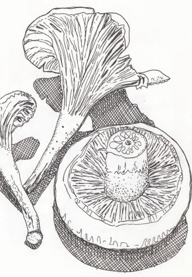 Creative Drawing (Thursdays Walthamstow): Autumn Nature Studies