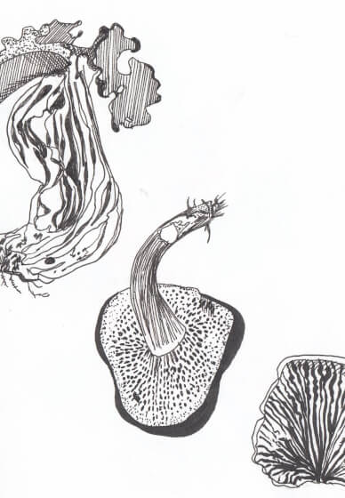 Creative Drawing (Thursdays Walthamstow): Autumn Nature Studies