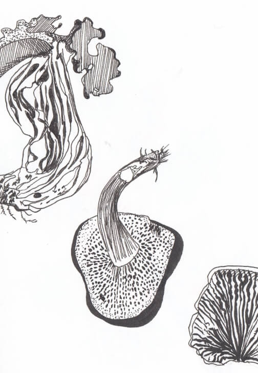 Creative Drawing (Thursdays Walthamstow): Autumn Nature Studies