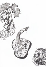 Creative Drawing (Thursdays Walthamstow): Autumn Nature Studies