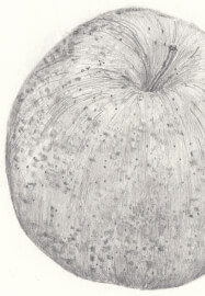 Creative Drawing (Thursdays Walthamstow): Autumn Nature Studies
