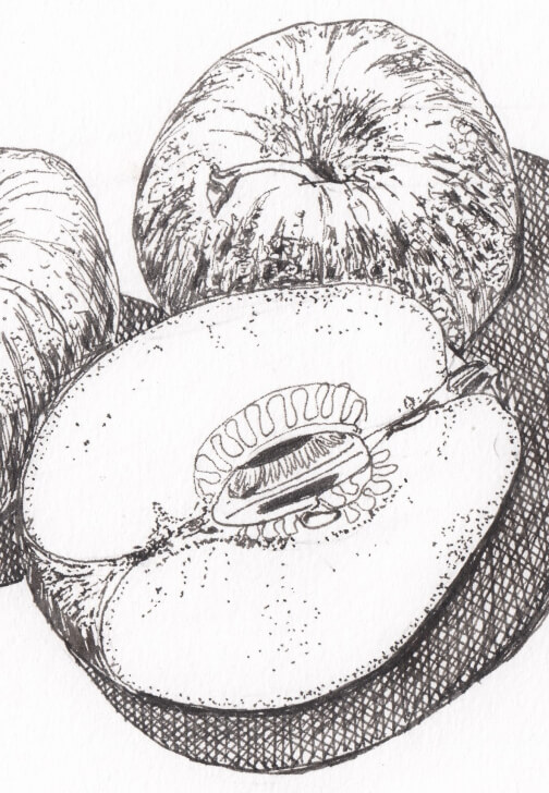 Creative Drawing (Thursdays Walthamstow): Autumn Nature Studies