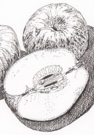 Creative Drawing (Thursdays Walthamstow): Autumn Nature Studies