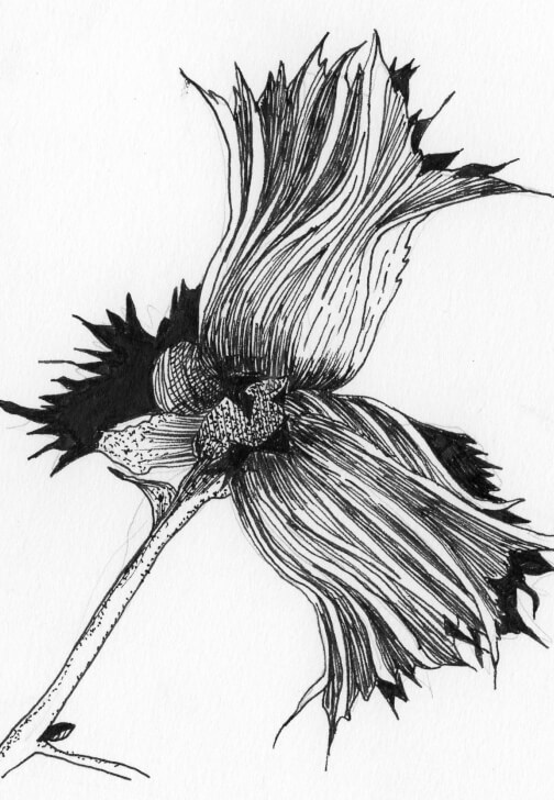 Creative Drawing (Thursdays Walthamstow): Autumn Nature Studies