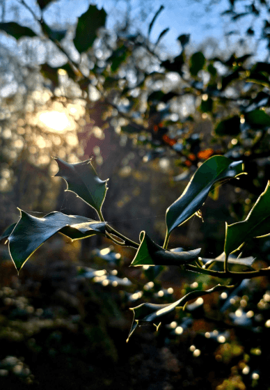 Creative Mindfulness: Stories, Senses and Nature Workshop