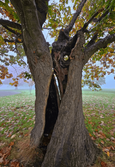 Creative Mindfulness: Stories, Senses and Nature Workshop
