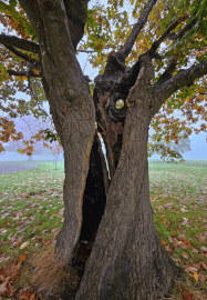 Creative Mindfulness: Stories, Senses and Nature Workshop