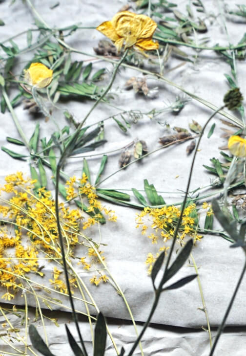 Cyanotype Workshop: Botanical Print T-Shirts
