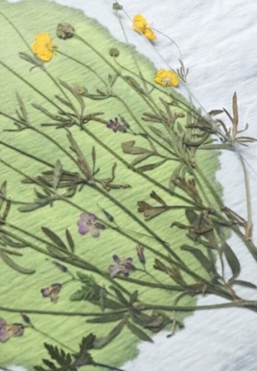 Cyanotype Workshop: Botanical Print T-Shirts