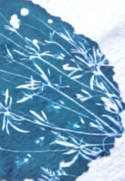Cyanotype Workshop: Botanical Print T-Shirts