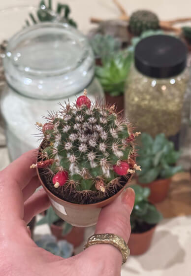 Desert in a Glass: Open Terrarium Workshop with Cacti and Succulent