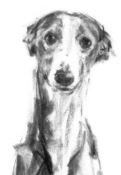 Dog Life Drawing Workshop
