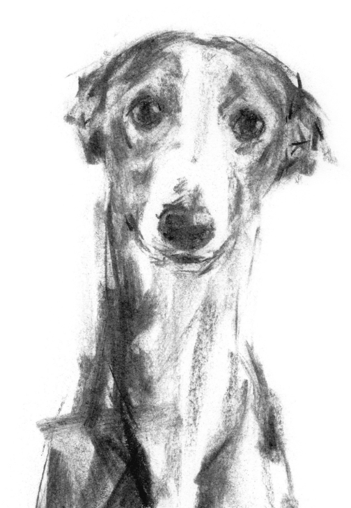 Dog Life Drawing Workshop