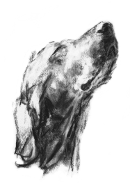 Dog Life Drawing Workshop