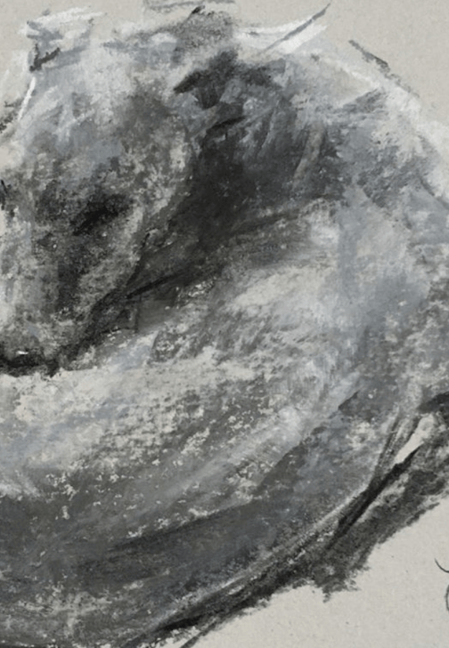 Dog Life Drawing Workshop