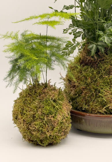Fern Kokedama Workshop