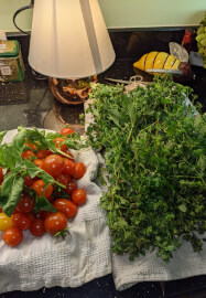 Fix, Mix and Grow: A Seasonal Creative Open Workshop and Garden